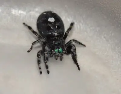 Picture of a daring jumping spider