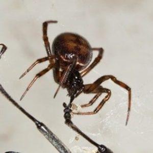 Everything Yakima County, WA Residents Should Know About Black Widow Spiders