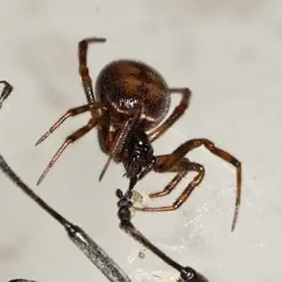 Steatoda Bipunctata – Rabbit Hutch Spider