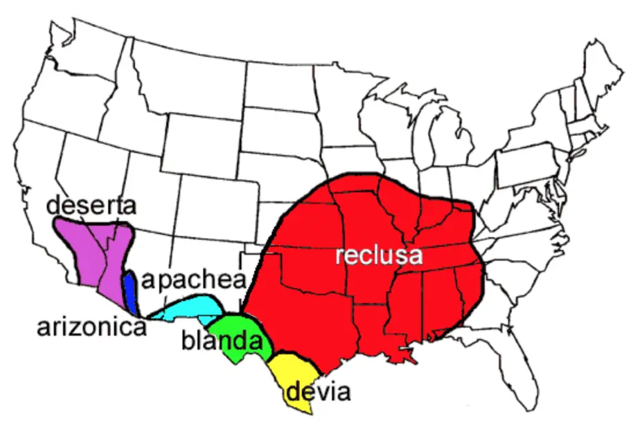 Range of loxosceles spiders in the United States map