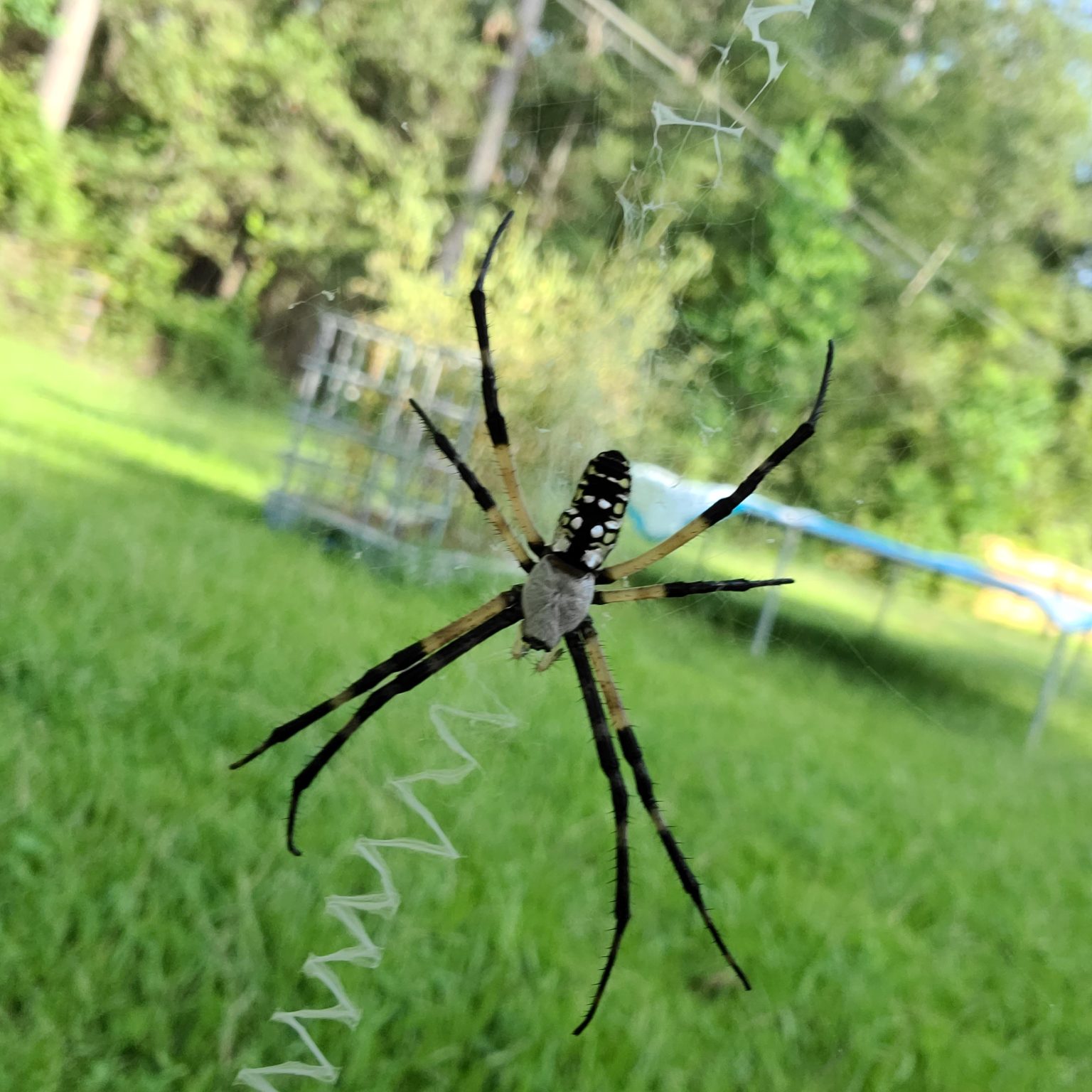 Argiope Argentata Silver Garden Spider Usa Spiders