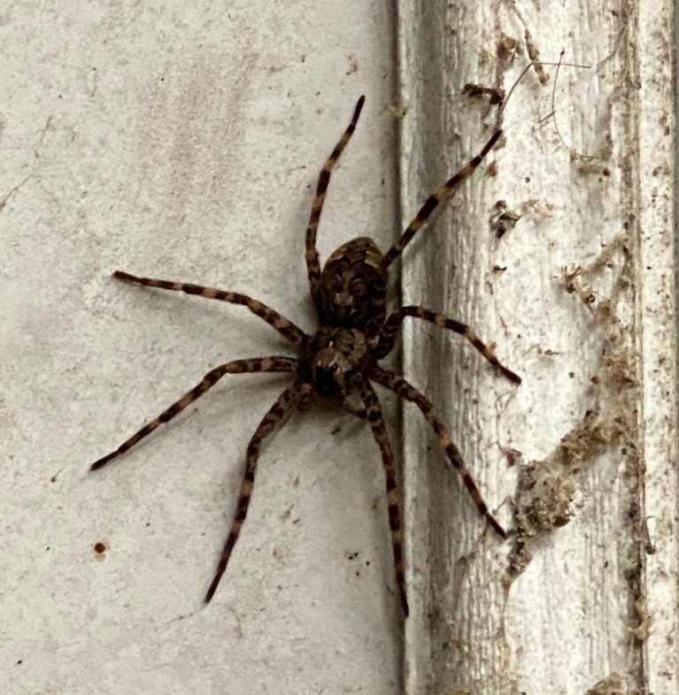 Sally found this dark fishing spider (Dolomedes tenebrosus)in Northern Indiana