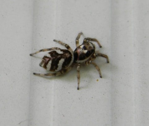 Salticus Scenicus - Zebra Jumping Spider