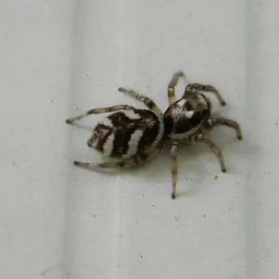 Salticus Scenicus – Zebra Spider