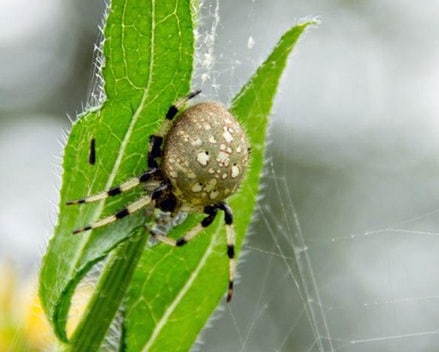 Araneus Trifolium Shamrock Spider Usa Spiders