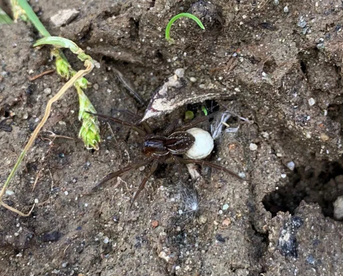 Six-Spotted Fishing Spider with Egg sac found by Bill in Alaska
