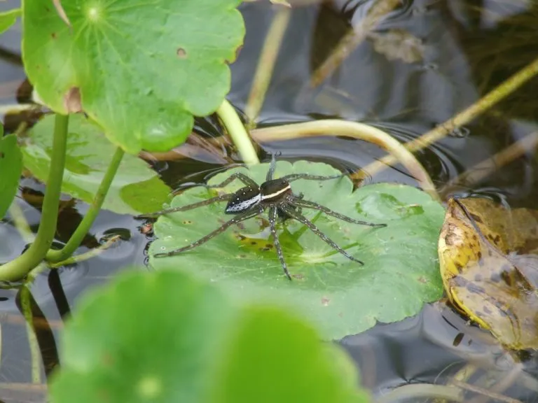 Six-spotted Fishing Spider Dolomedes triton spotted by Alexander in Springs Run in the Ocala National Forest in Florida
