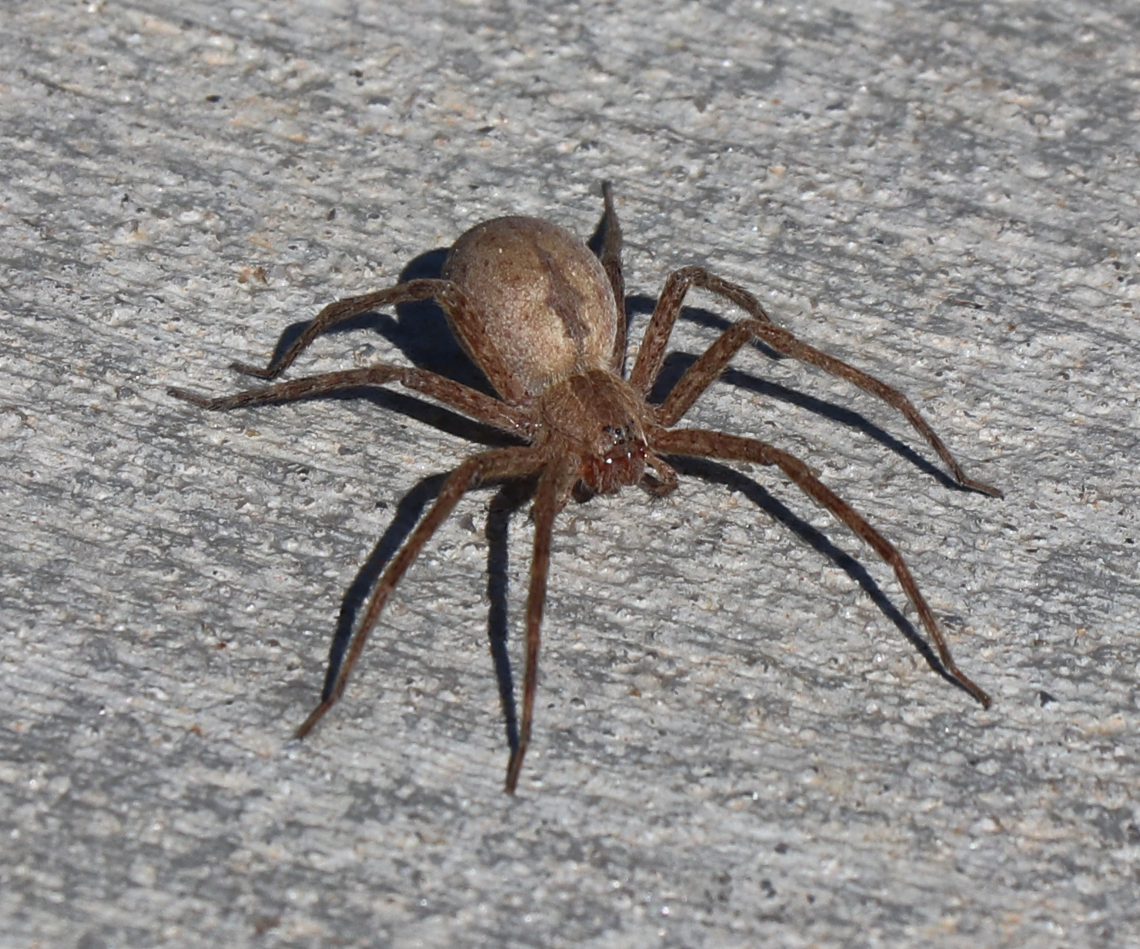 Pisaurina Mira - American Nursery Web Spider - USA Spiders