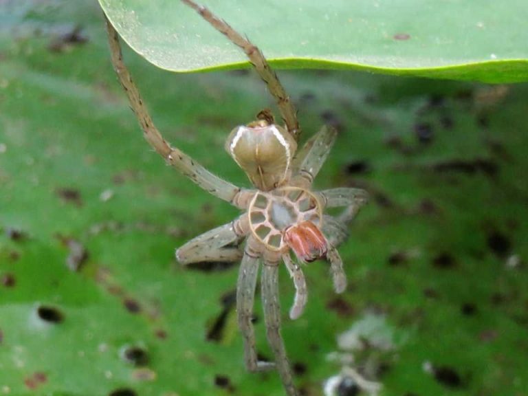 The exoskeleton of a six-spotted fishing spider (Dolomedes triton)found by Nell