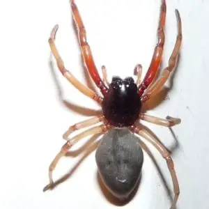 Trachelas Tranquillus Broad Faced Sac Spider