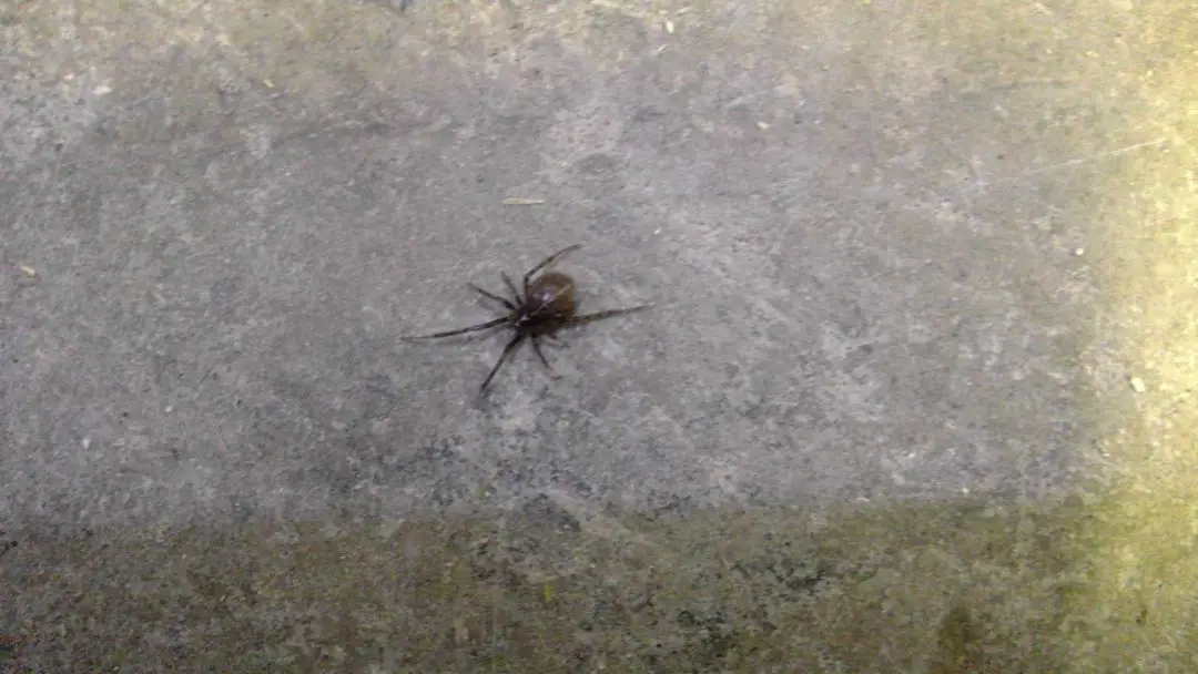 Steatoda Bipunctata Rabbit Hutch Spider USA Spiders