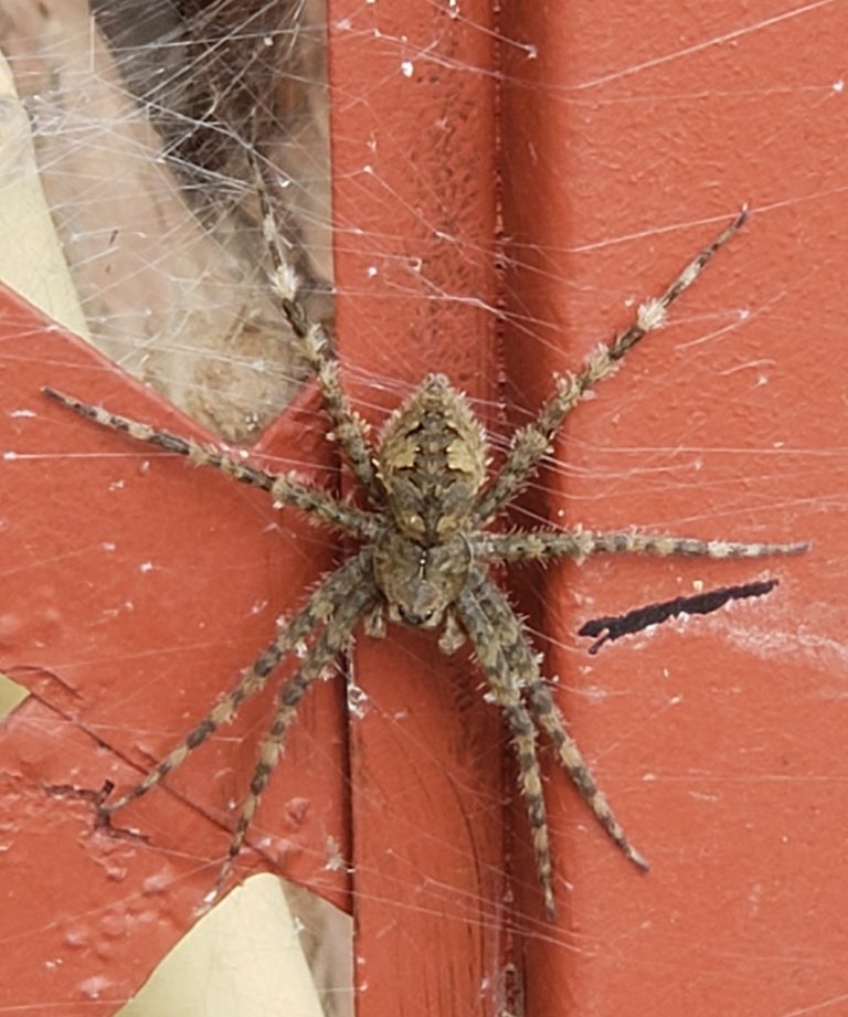 White-banded fishing spider (Dolomedes albineus) found by Kim
