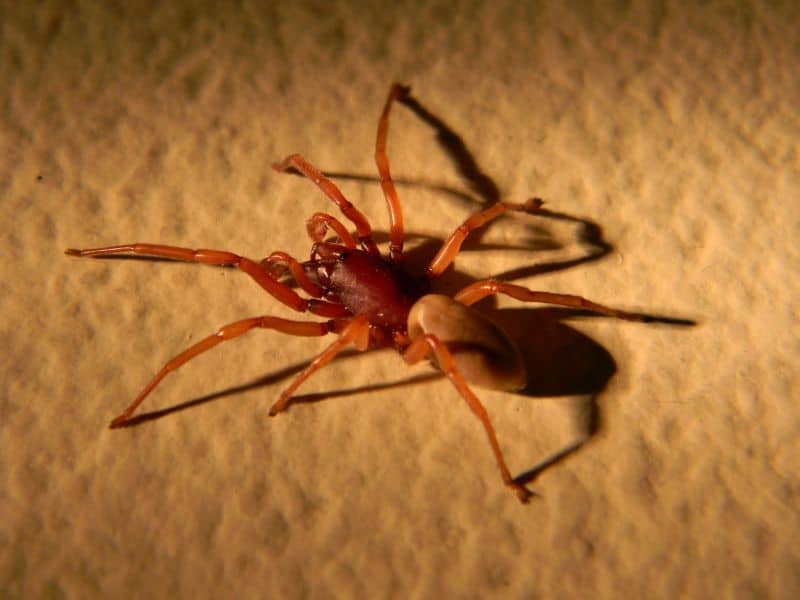 dysdera-crocata-woodlouse-spider-usa-spiders