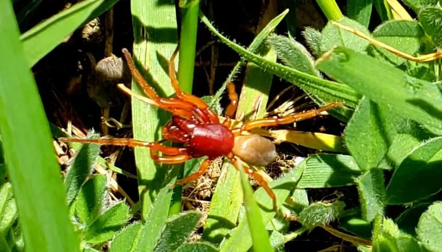 Woodlouse Spider found in Arizona