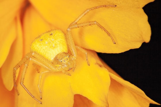 Yellow Crab Spider Misumena vatia, Daybreak, july 2020 found in Utah