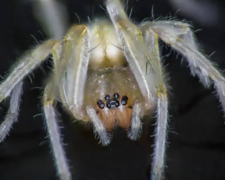 Cheiracanthium Mildei Northern Yellow Sac Spider USA Spiders