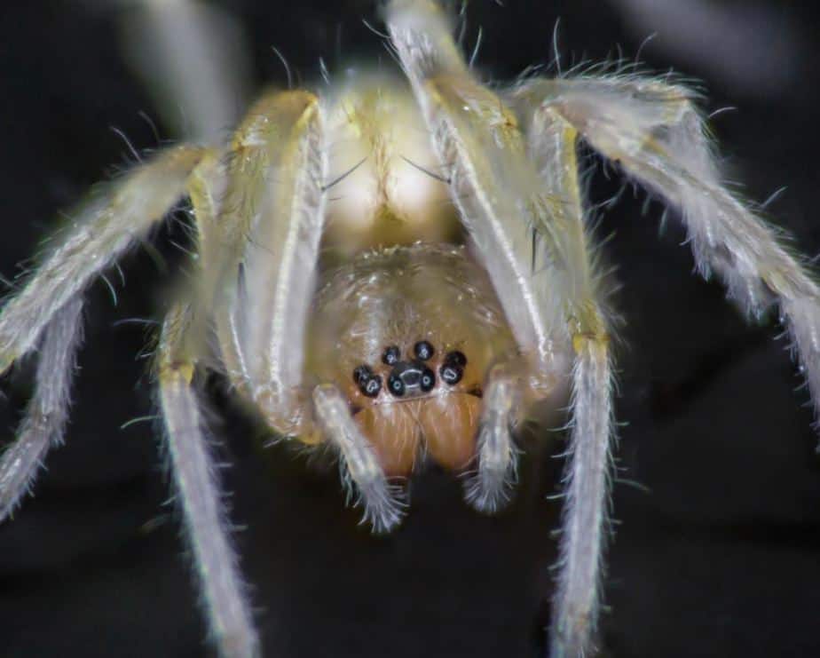 Yellow sac spider closeup eye pattern face fangs Cheiracanthium mildei