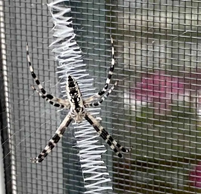 All 97+ Images what kind of spider makes a zig zag web Excellent