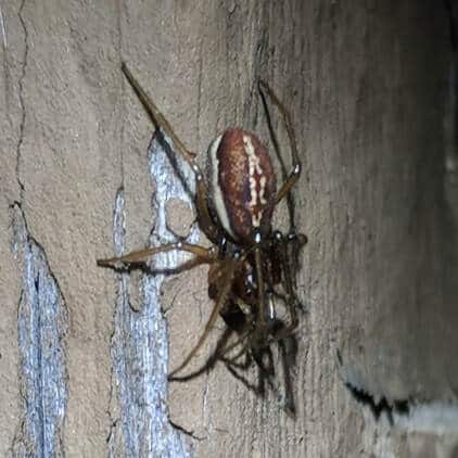 pachygnatha orb weaver Picture