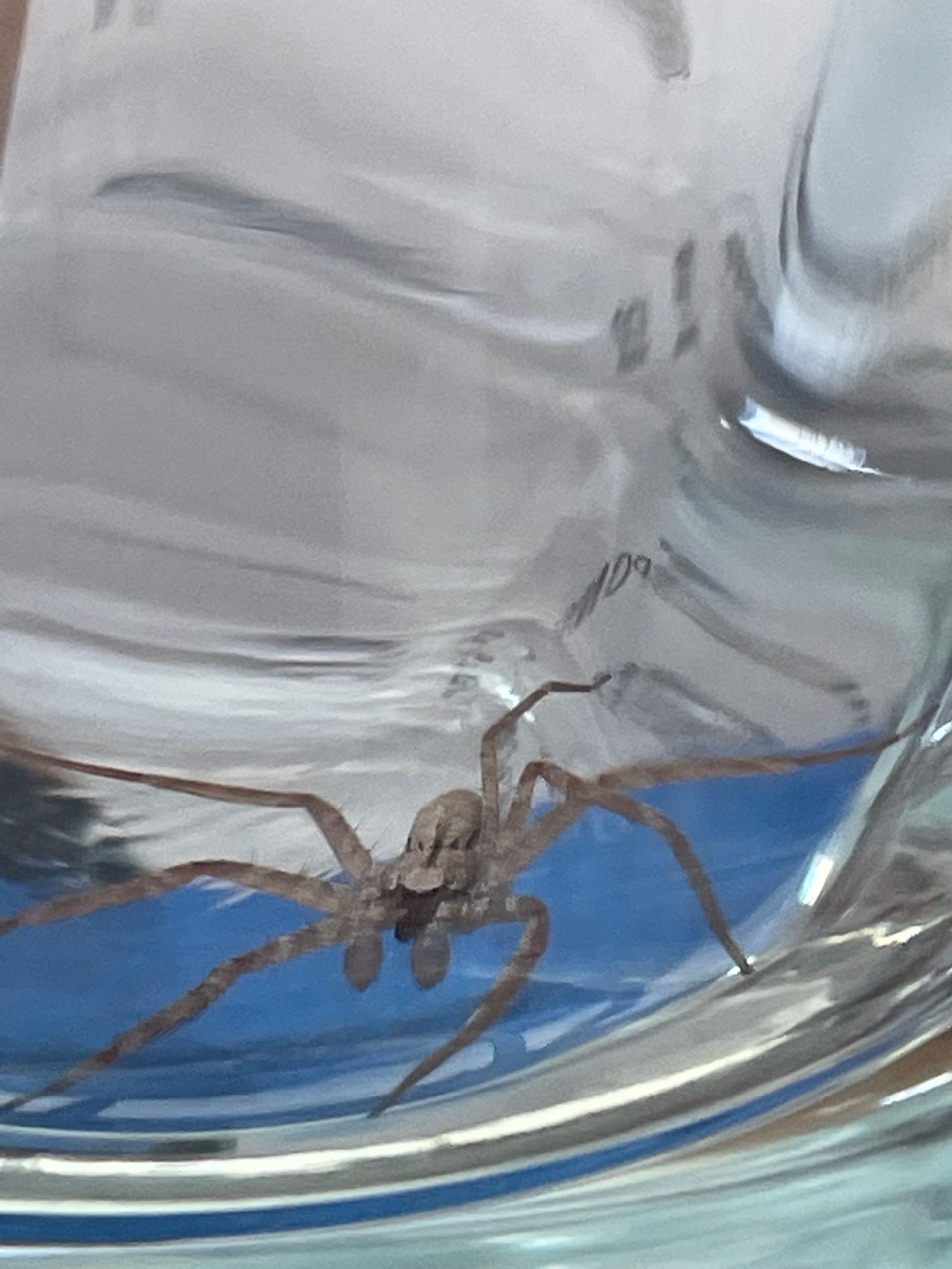 Philodromus - Running Crab Spider - USA Spiders