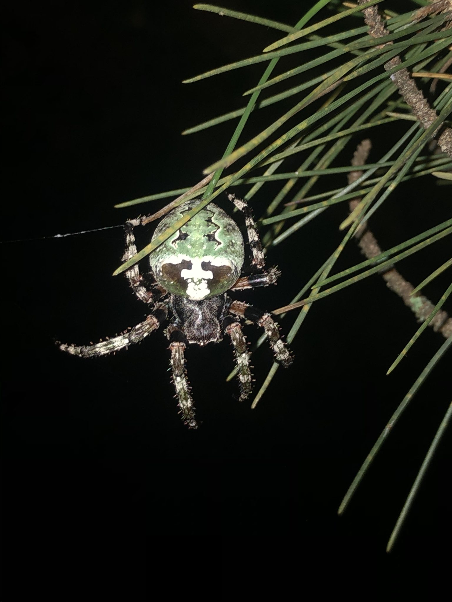 Araneus Bicentenarius - Giant Lichen Orb Weaver - USA Spiders