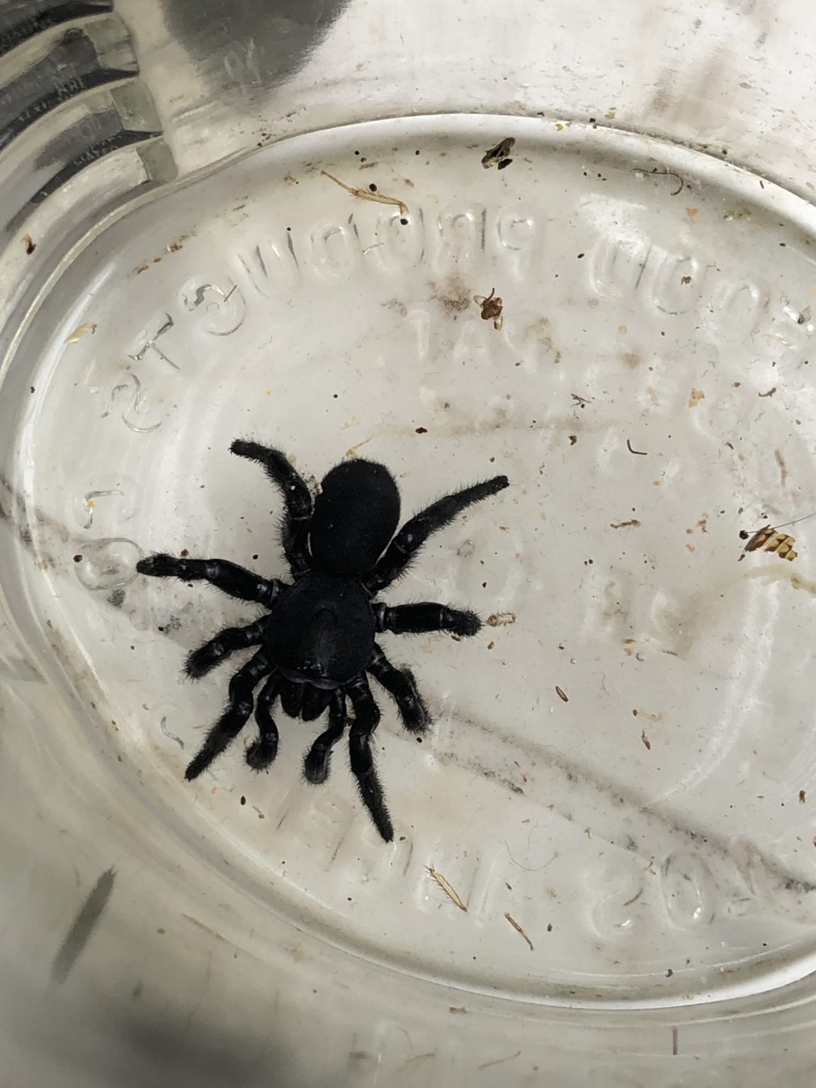 Ummidia - Trap-Door Spider - USA Spiders