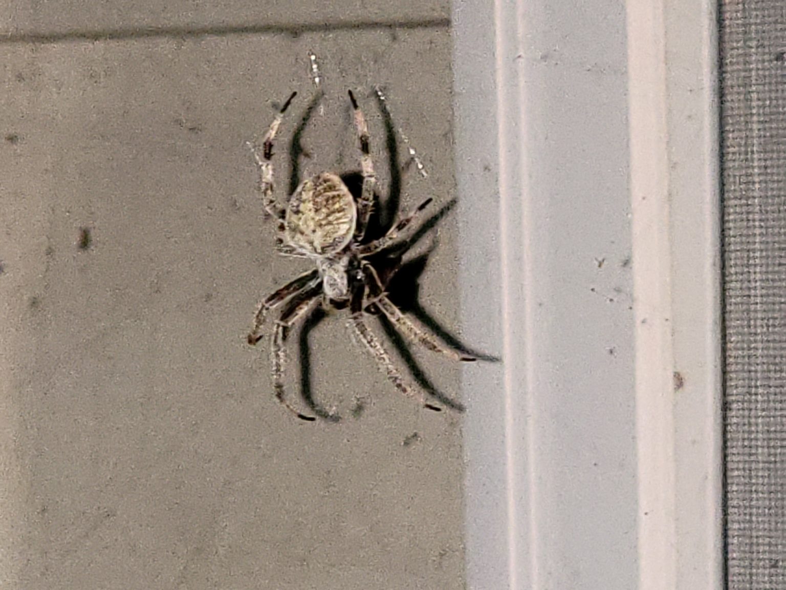 Araneus Bicentenarius - Giant Lichen Orb Weaver - USA Spiders