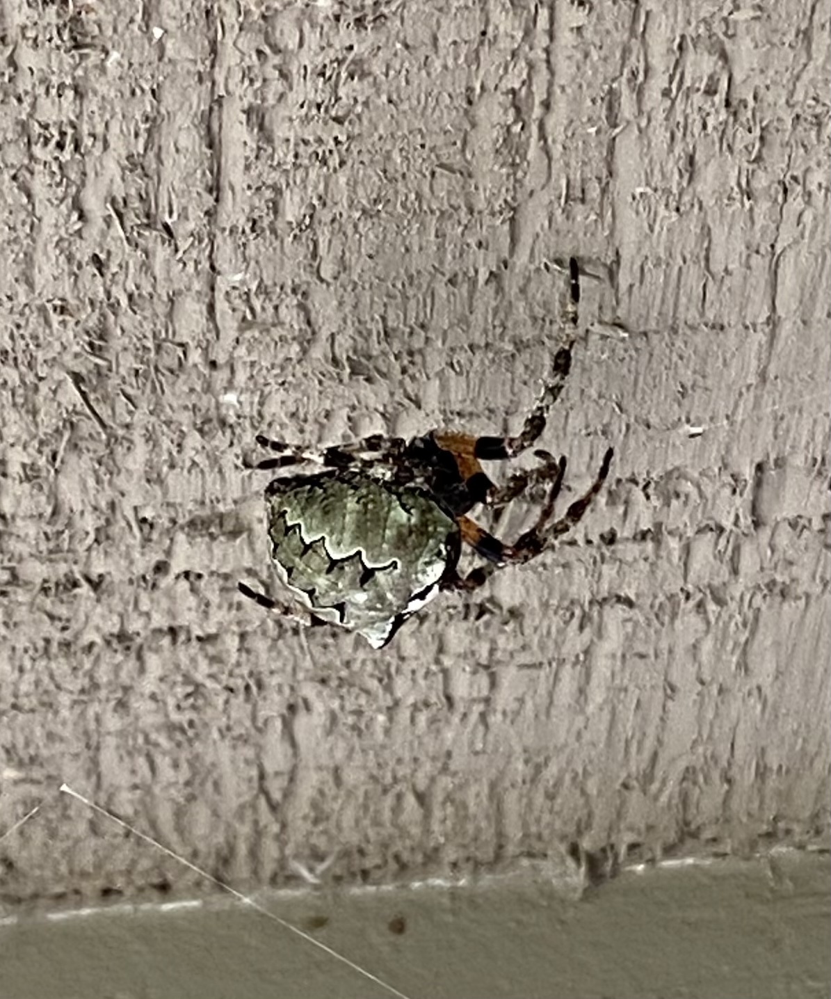 Araneus Bicentenarius - Giant Lichen Orb Weaver - USA Spiders