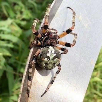 Araneus Bicentenarius – Giant Lichen Orb Weaver