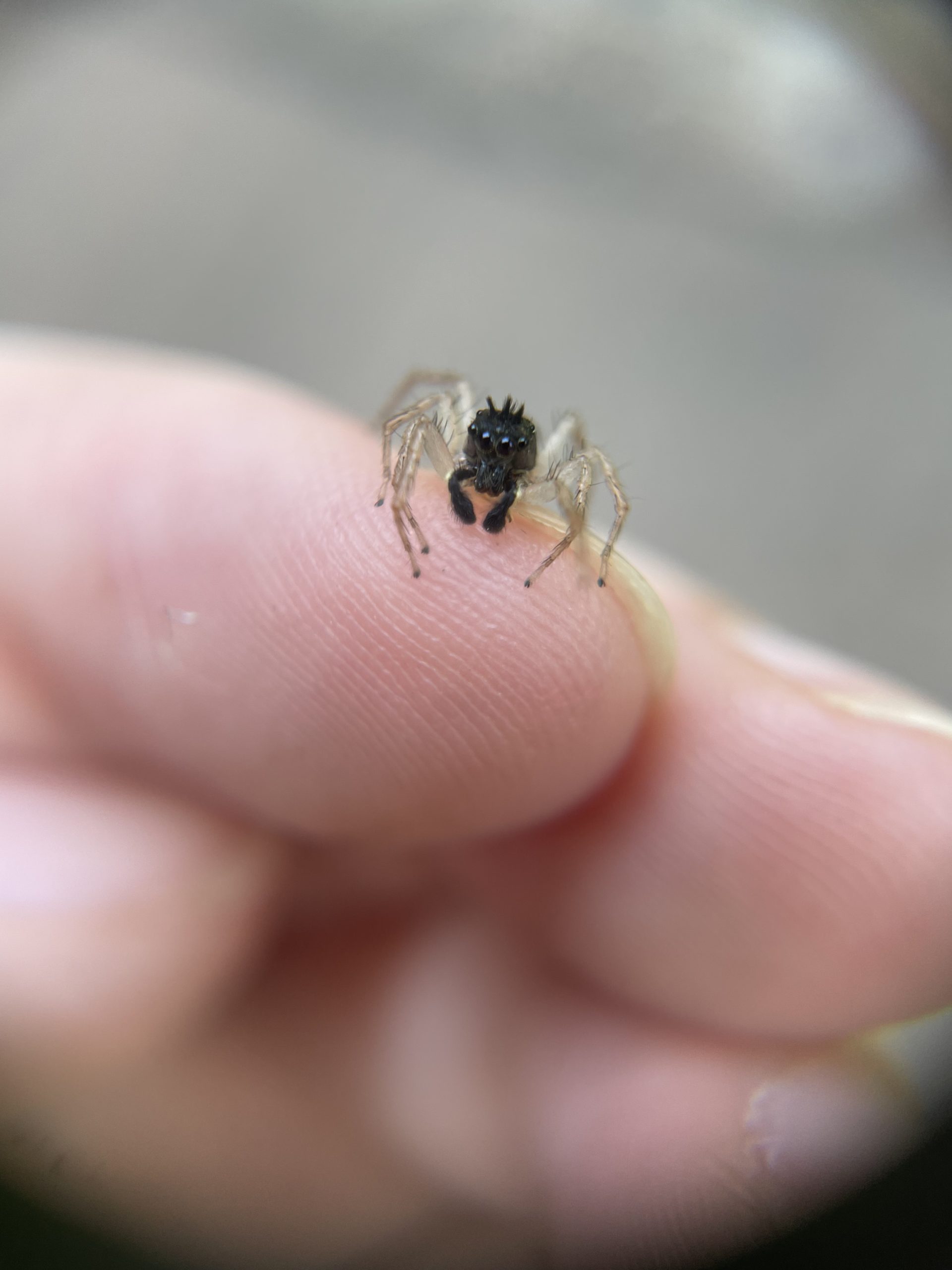 USA's dimorphic jumper, a fascinating species.