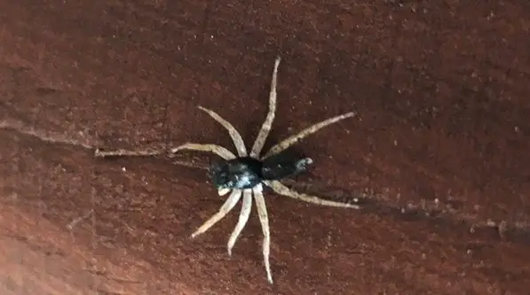 Dark morph dimorphic jumping spider
