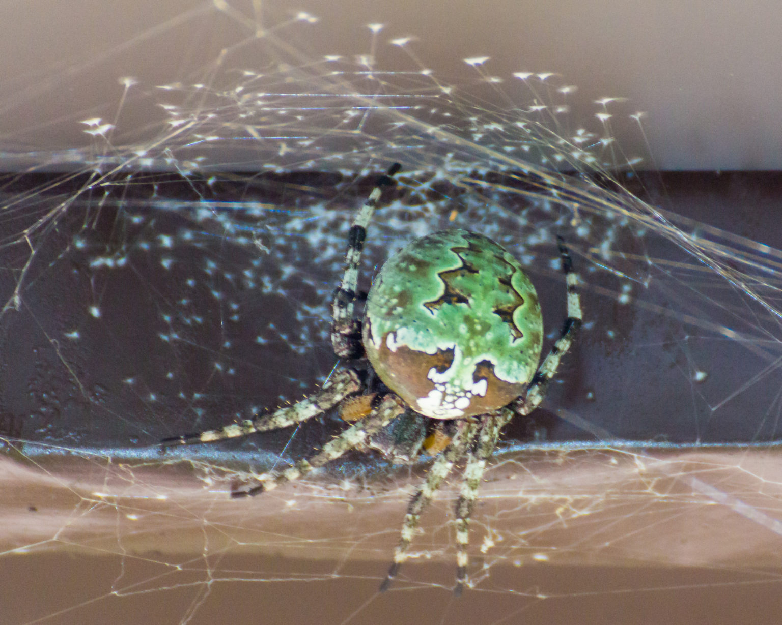 Araneus Bicentenarius - Giant Lichen Orb Weaver - USA Spiders