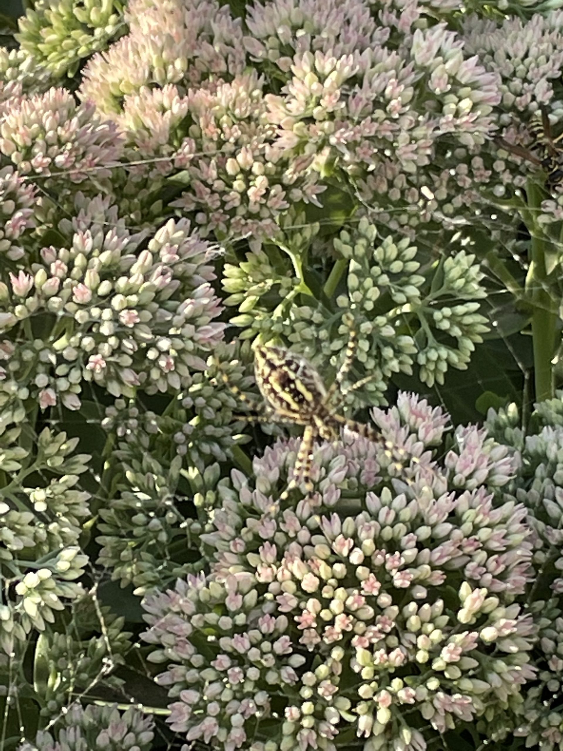 Xysticus Funestus - Deadly Ground Crab Spider - USA Spiders