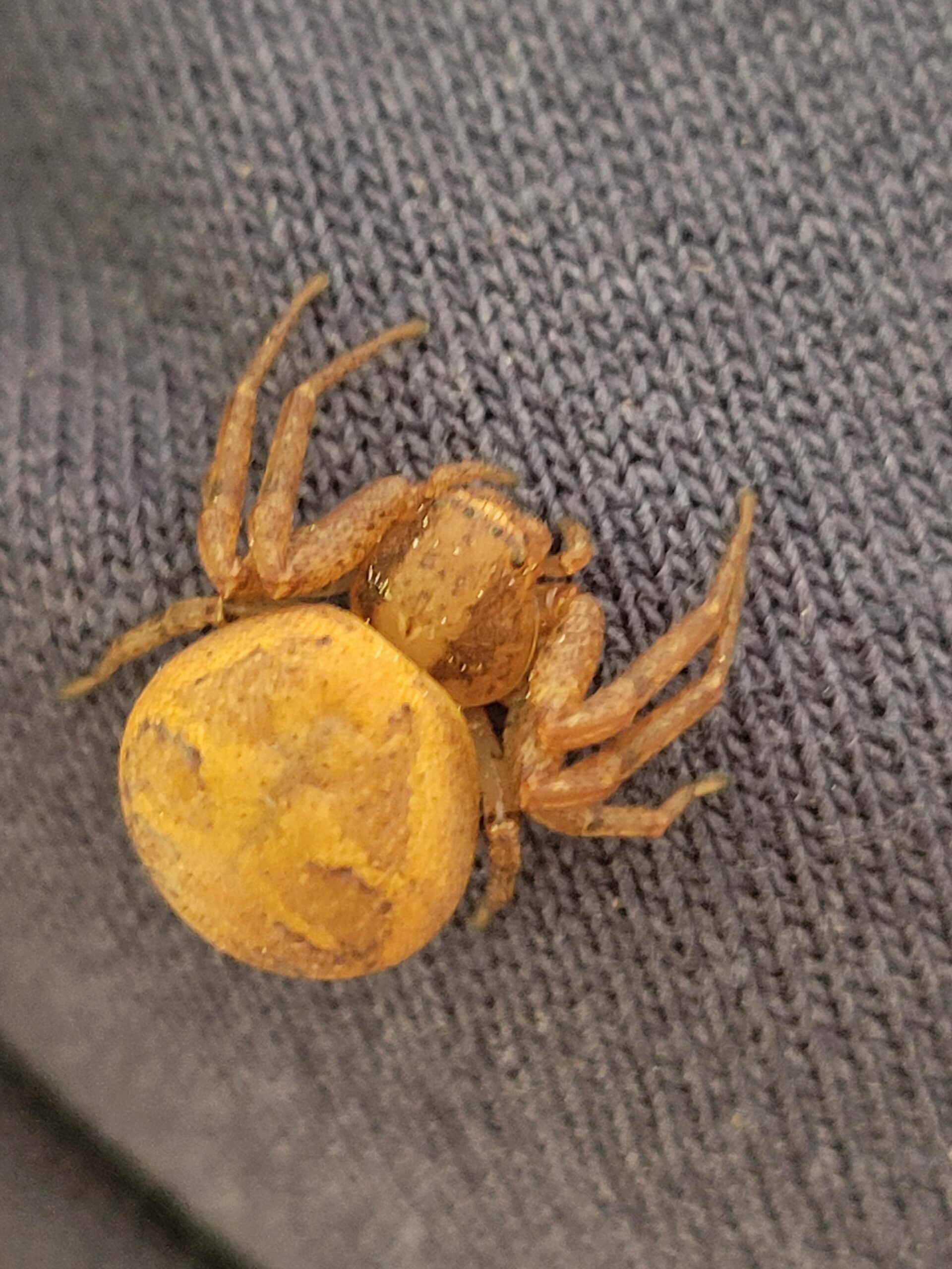 Xysticus Funestus - Deadly Ground Crab Spider - USA Spiders