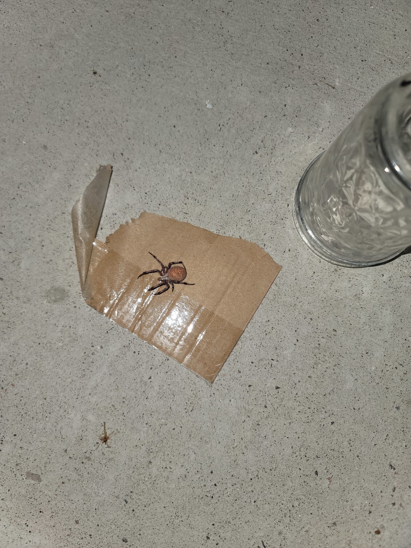 Xysticus Funestus - Deadly Ground Crab Spider - USA Spiders