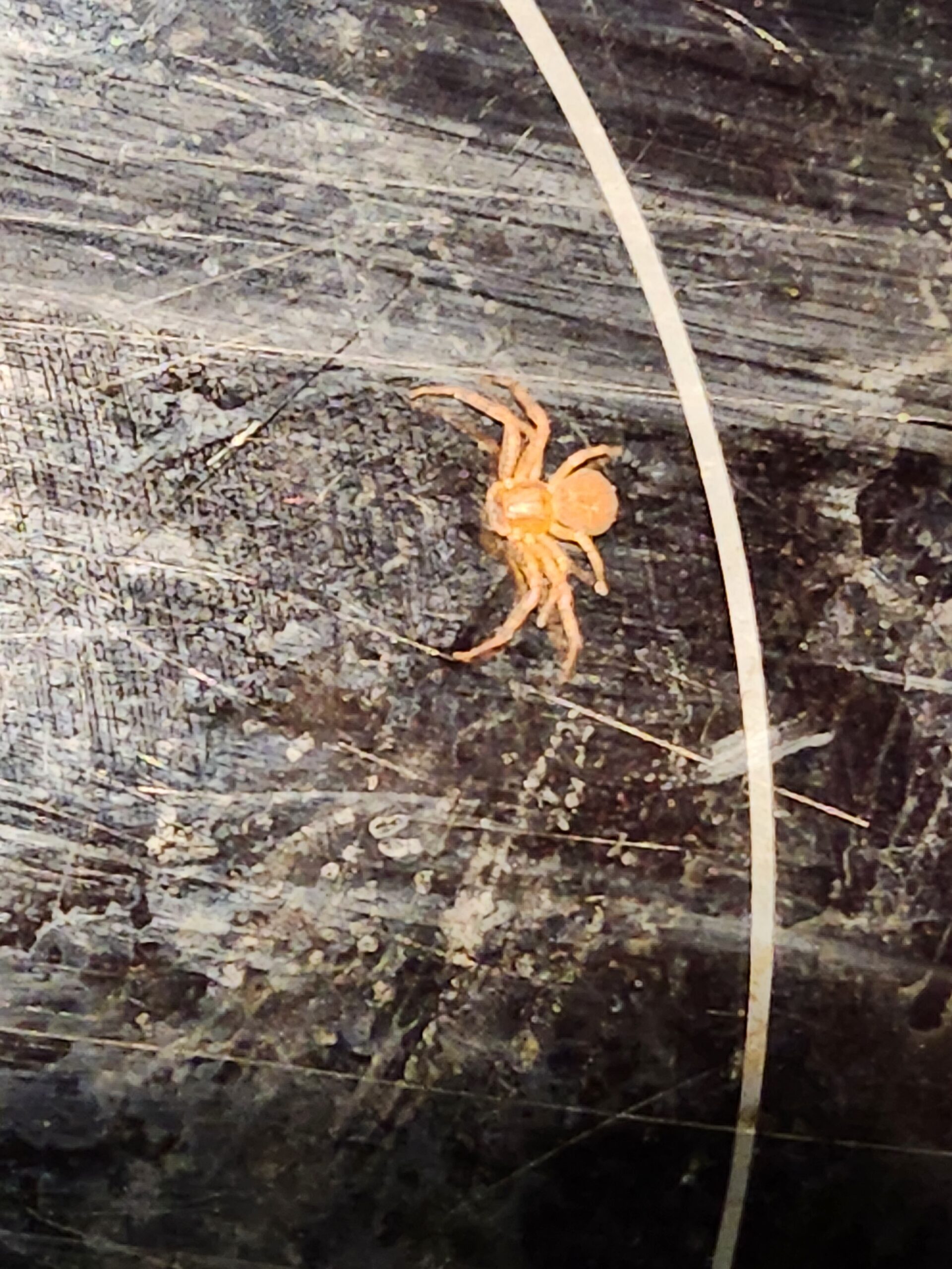 Xysticus Funestus - Deadly Ground Crab Spider - USA Spiders