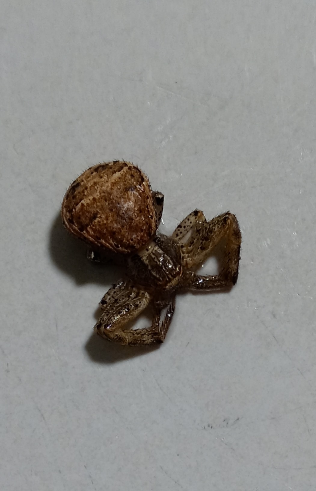 Xysticus Funestus - Deadly Ground Crab Spider - USA Spiders
