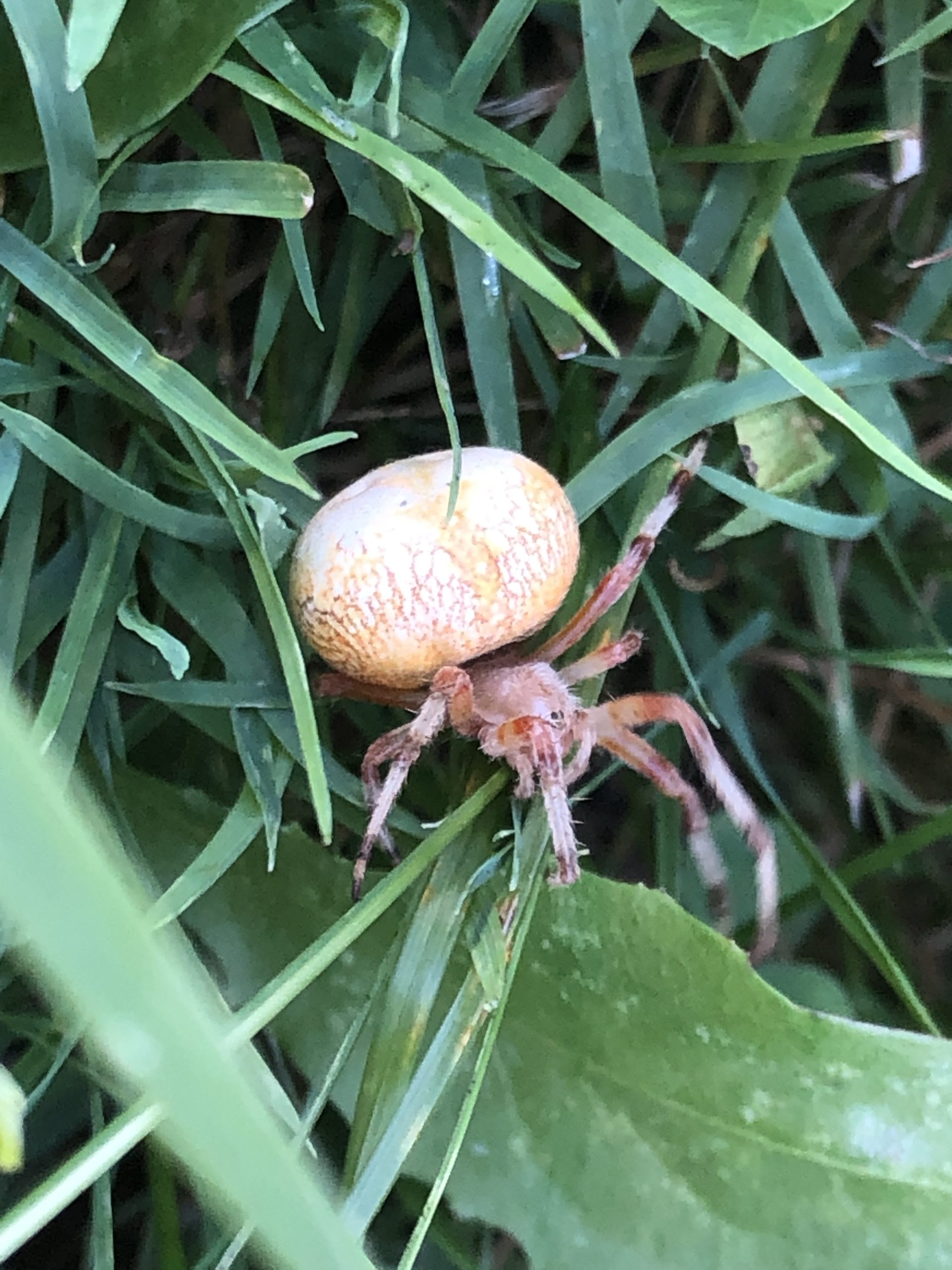 Xysticus Funestus - Deadly Ground Crab Spider - USA Spiders