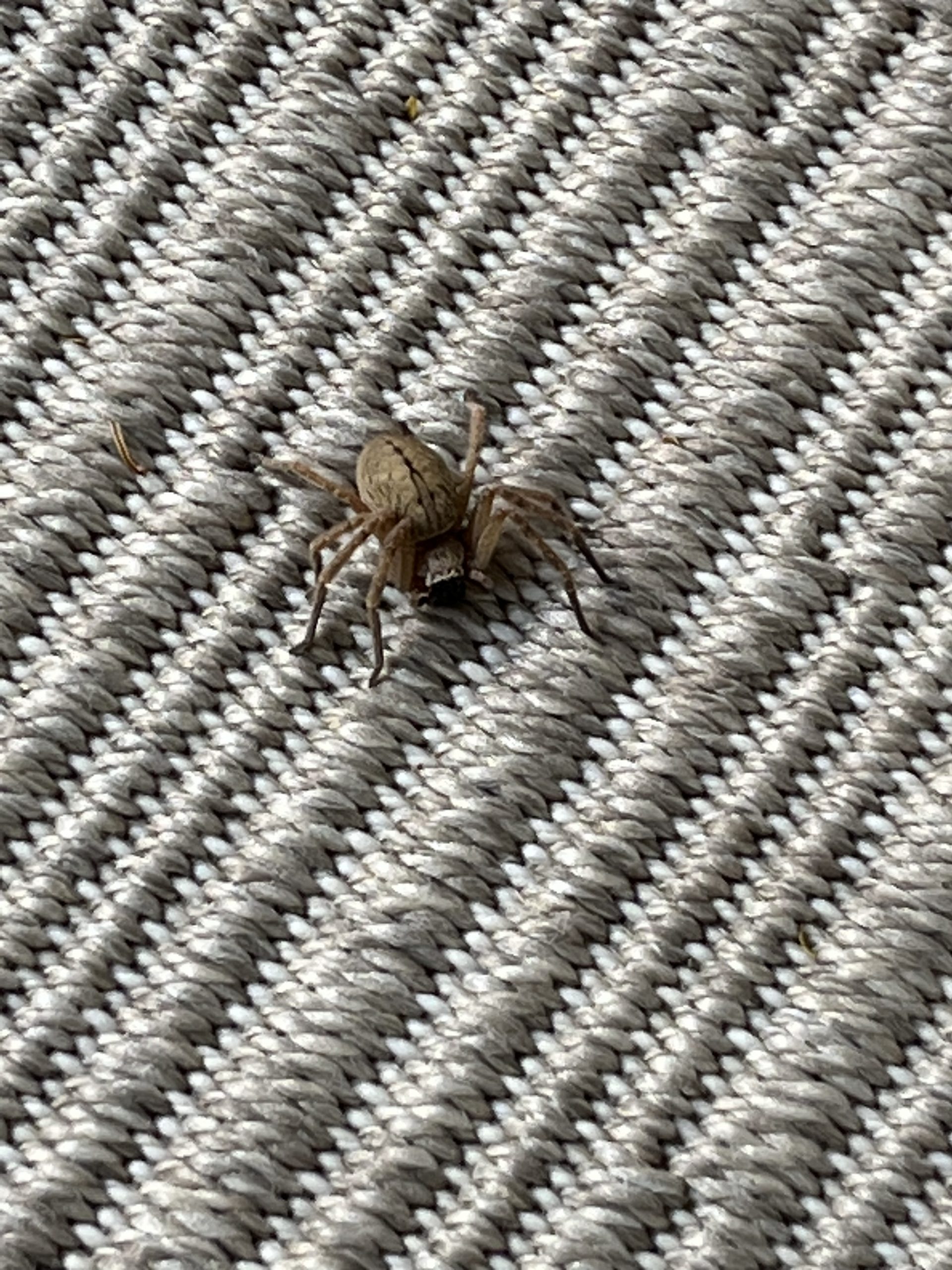 Olios Giganteus - Giant Crab Spider - USA Spiders