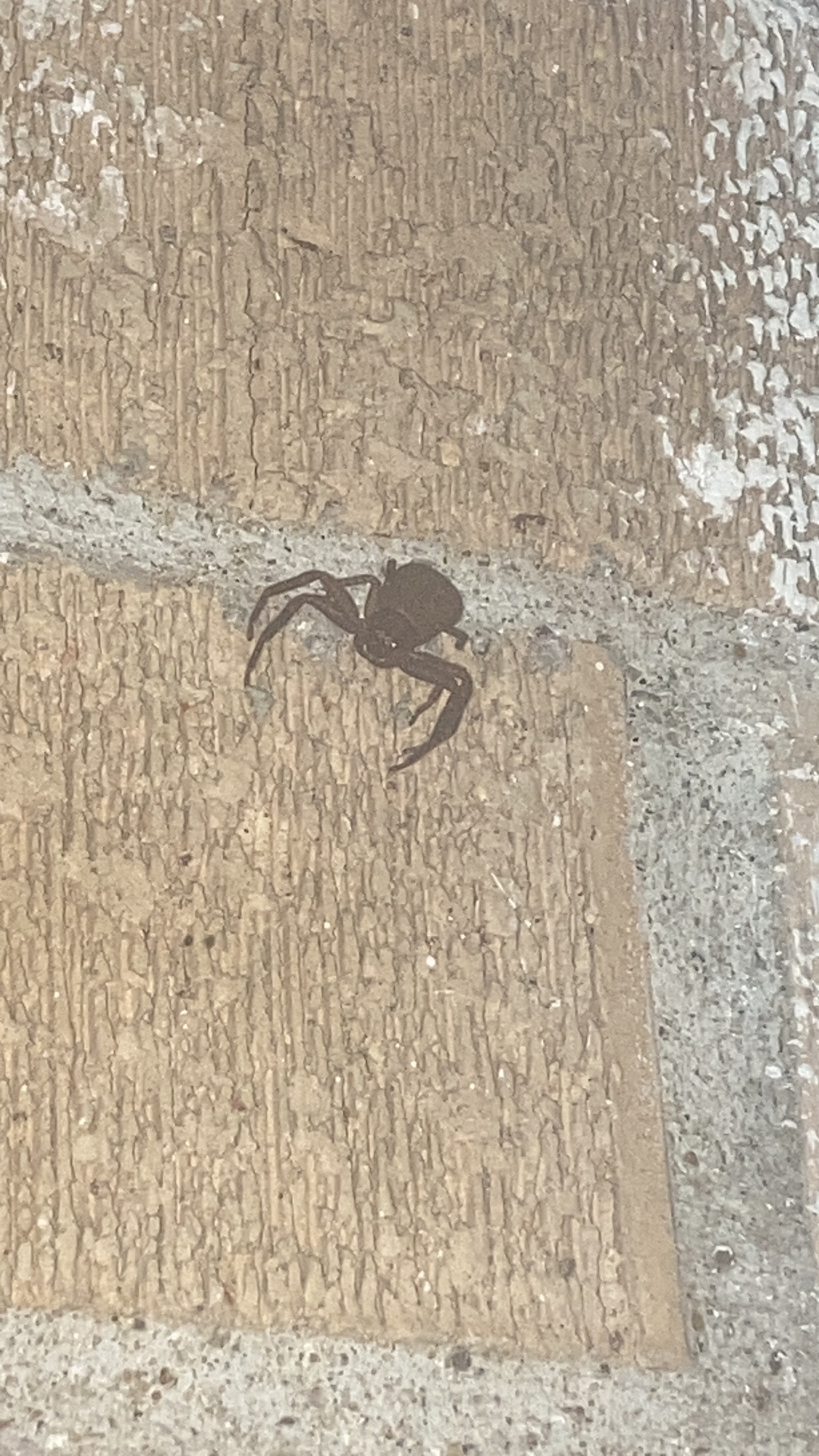 Xysticus Funestus - Deadly Ground Crab Spider - USA Spiders