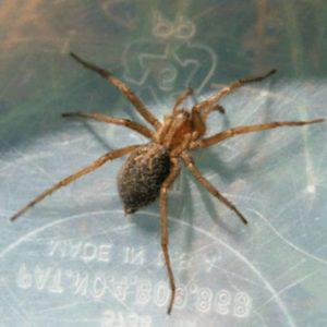 Top 6 Favorite Spiders in the Willamette Valley