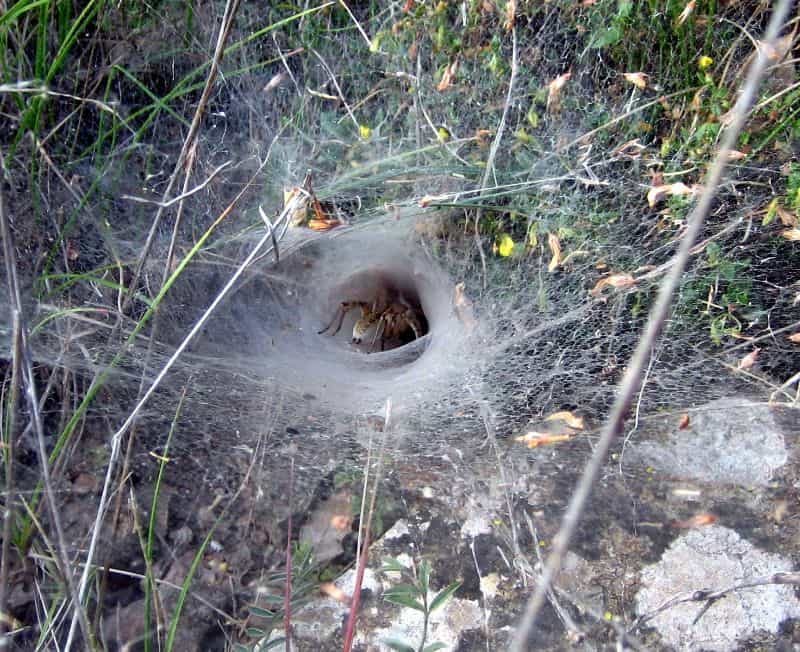 Funnel web spider web