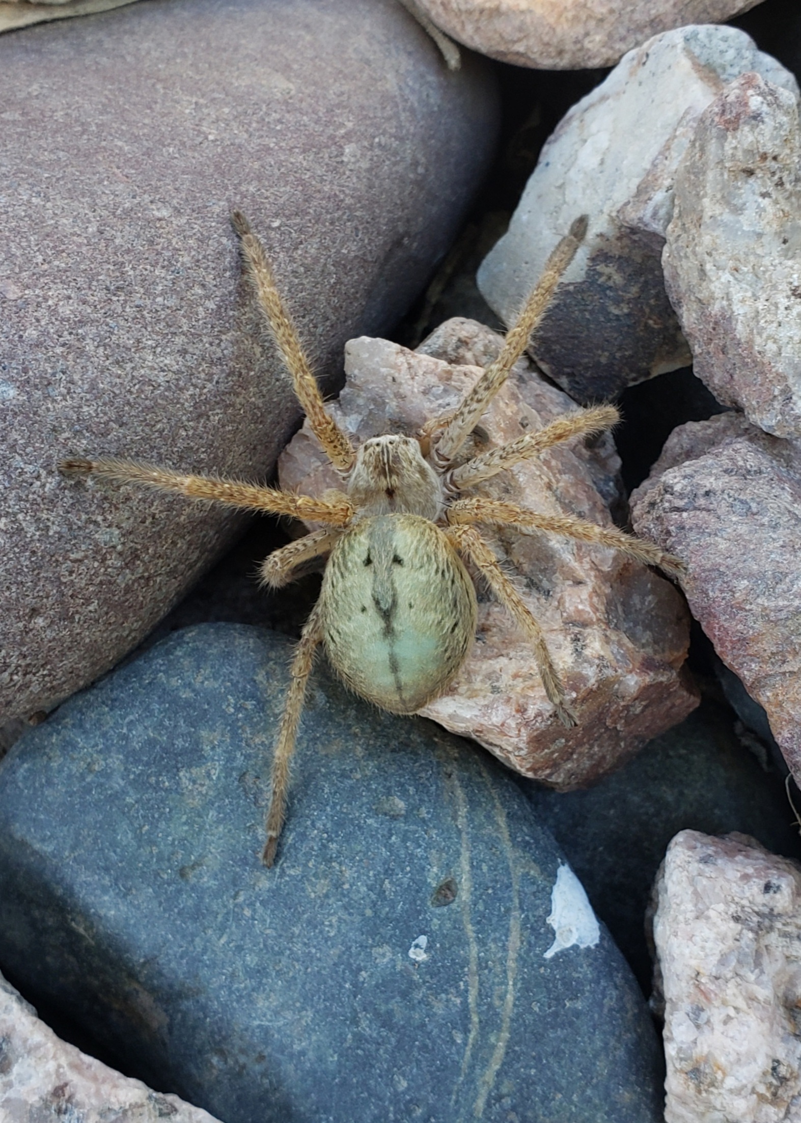 Olios Giganteus Giant Crab Spider Usa Spiders