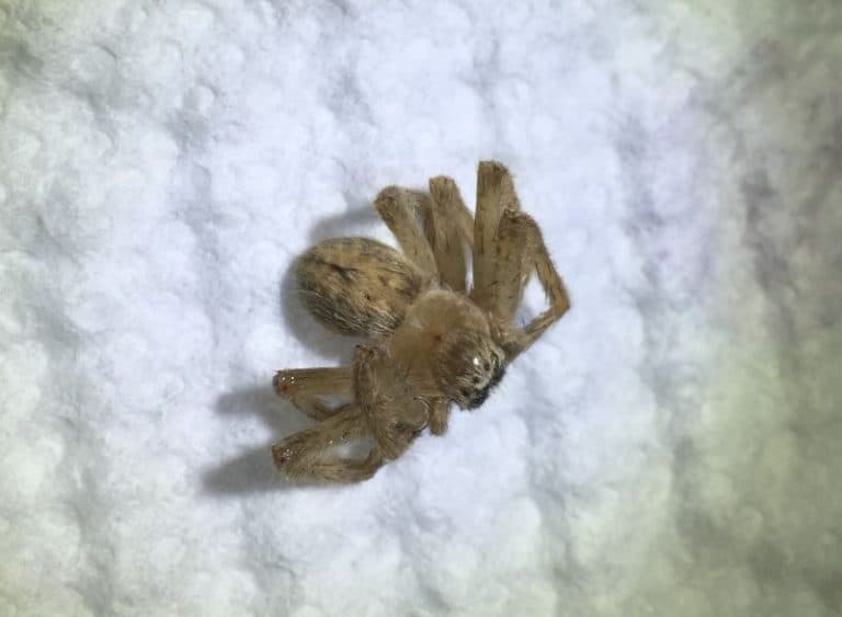 Olios Giganteus - Giant Crab Spider - USA Spiders
