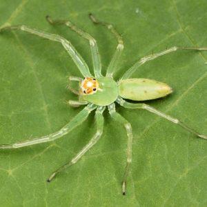 Jadeback Spider Species in Avendora