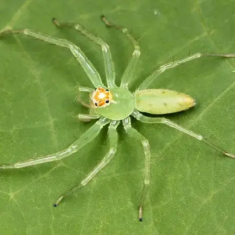 Lyssomanes Viridis - Mangolia Green Jumper cover image