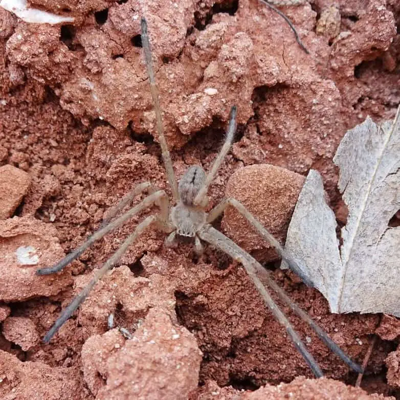 Olios giganteus giant crab spider in California