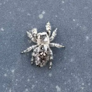 Phidippus Regius - Regal Jumping Spider female grey