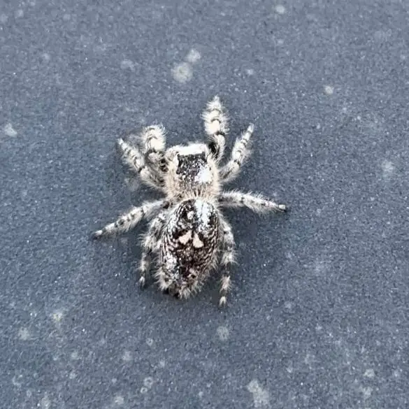 Phidippus Regius – Regal Jumping Spider
