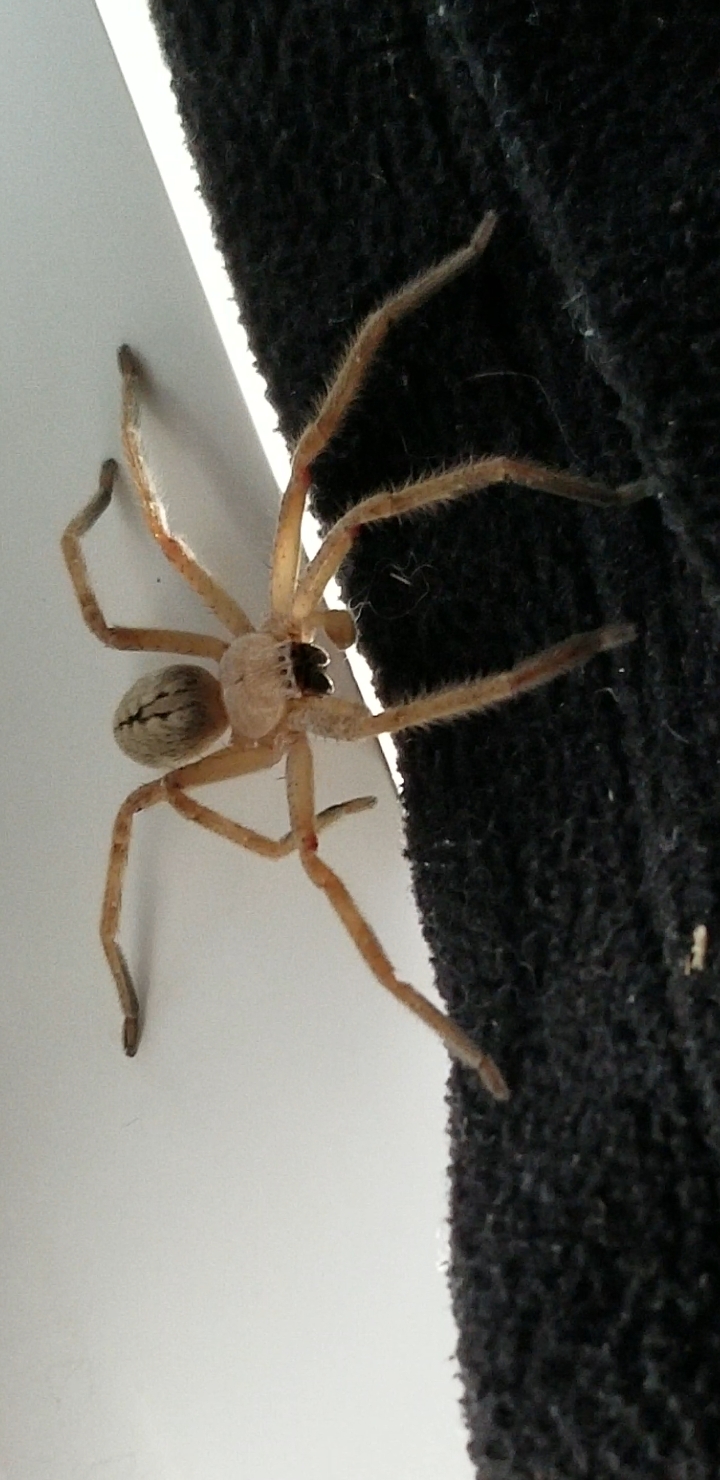 Olios Giganteus - Giant Crab Spider - USA Spiders